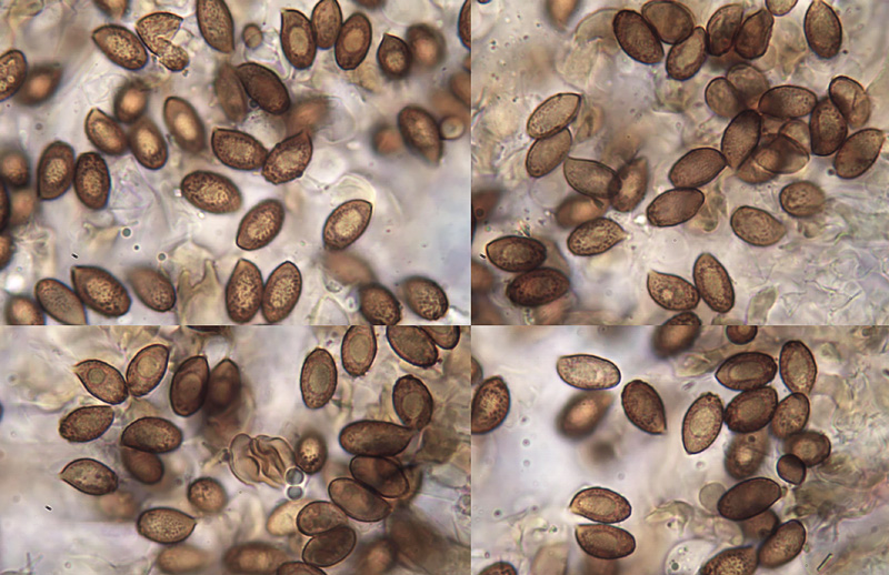 Cortinarius serratissimus spores Cortinarius serratissimus spory